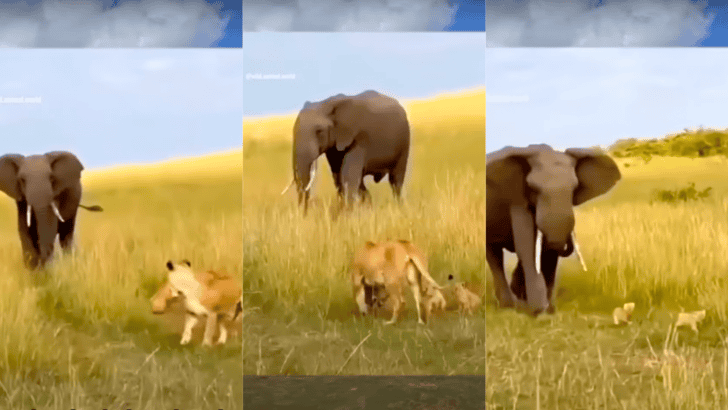 Kind Elephant Merciful To Lion Cubs