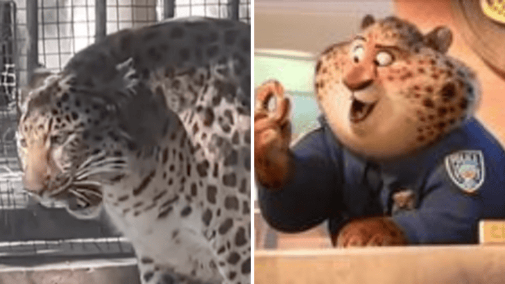 Meet The Leopard That Went Viral For Being Fat