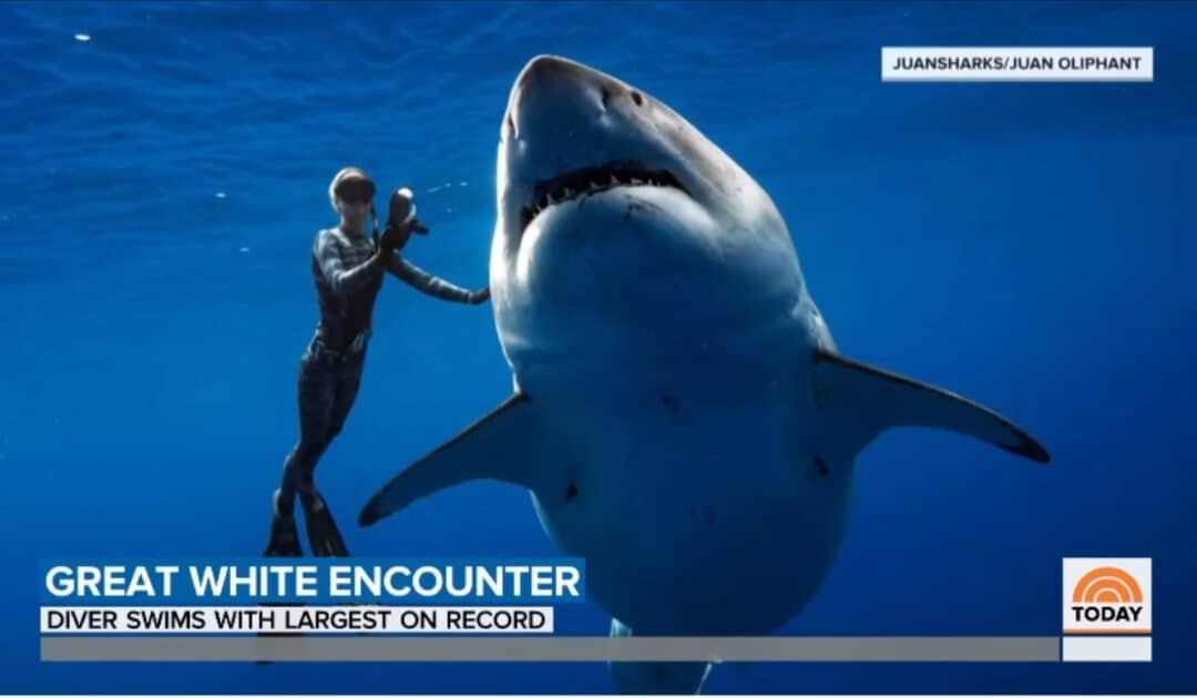 Diver Swims With Record Breaking Largest Great White - Animals Around