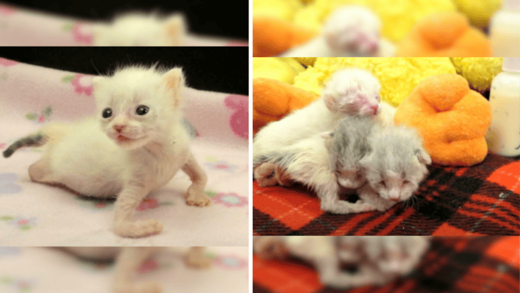 No One Can Hold This Special Cat Back from Her Dreams