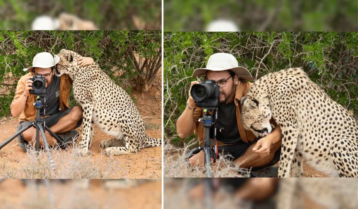 Cheetah with Photgrapher