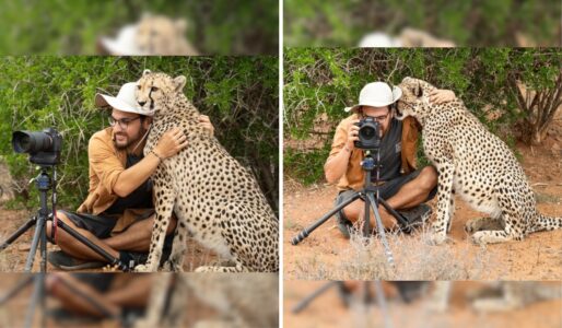Cheetah’s Tender Embrace: A Photographer’s Unforgettable Moment!