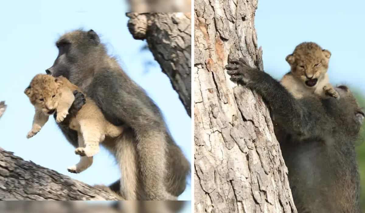 Baboon Recreates 'Lion King' Movie Scene