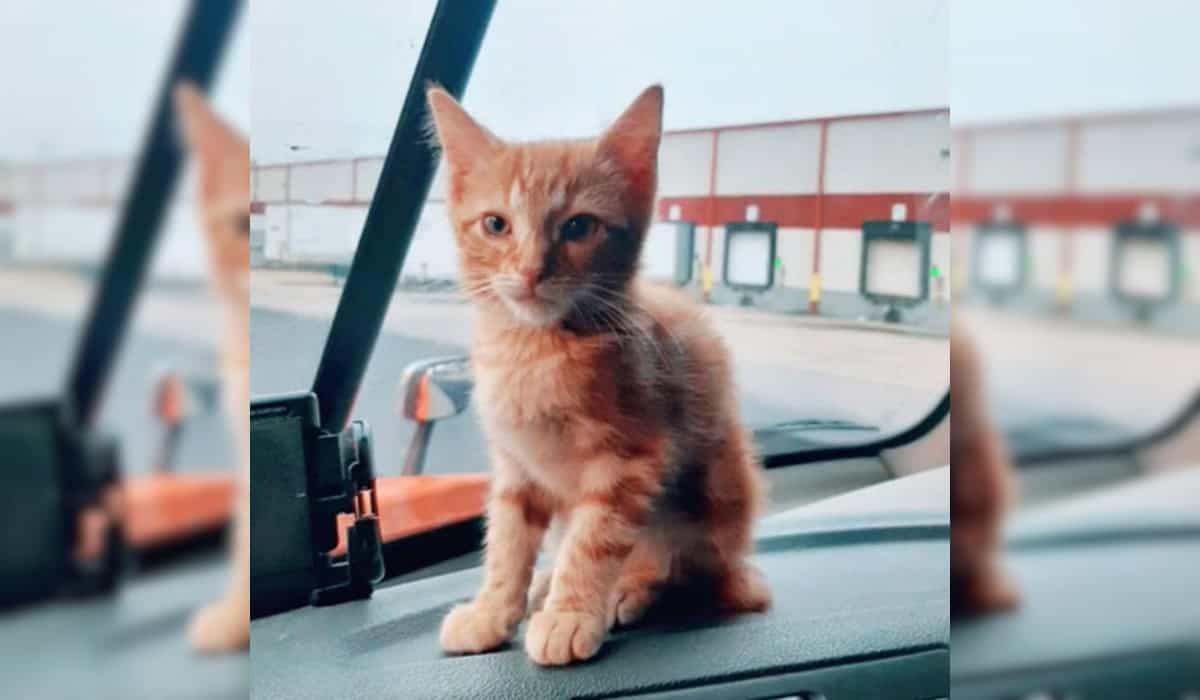 Cat on Truck Dashboard