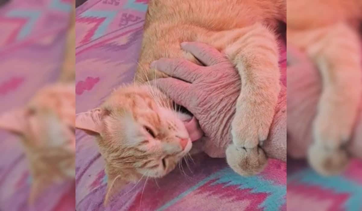 Cat Sleeping Peacefully