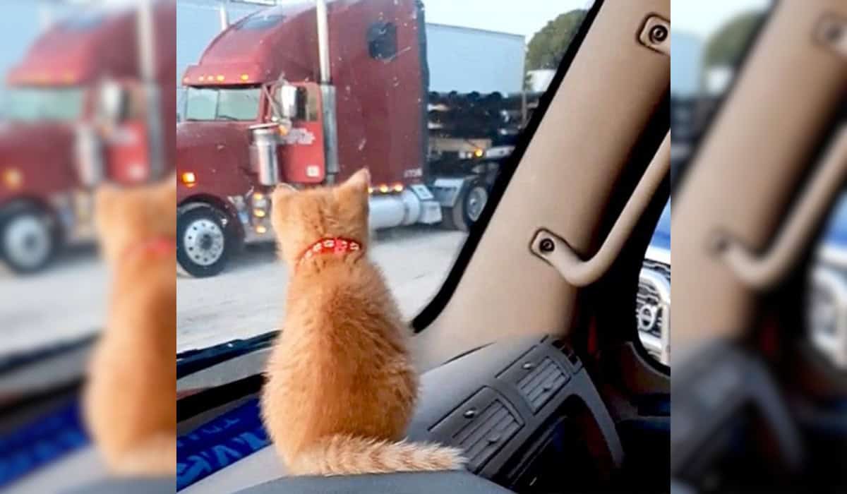 Cat watching outside the truck
