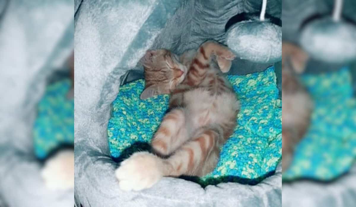 Cat Sleeping in the Truck