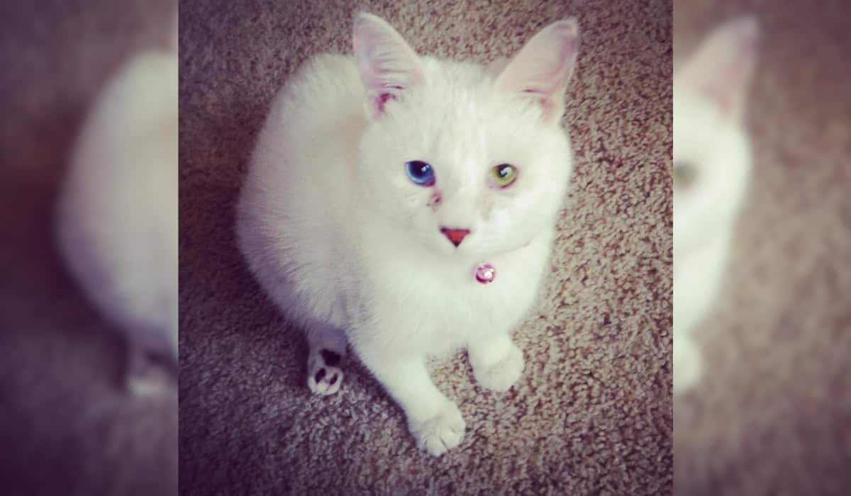 Pretzel the Cat Looking at The Camera