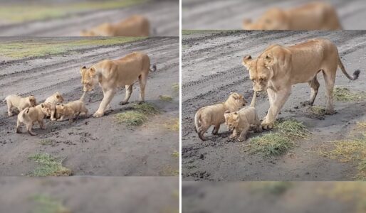 Naughty Cub is Dragged By its Tail By Mom