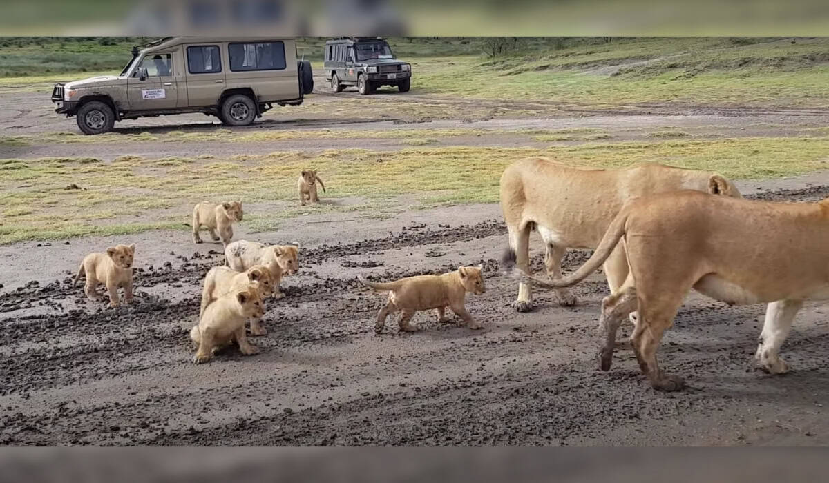 Multiple Cubs and Lioness in Frame