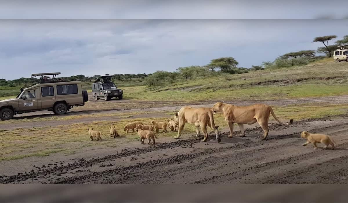 Lioness and Cub roaming free