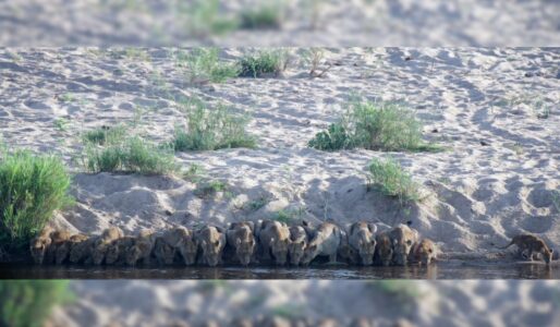 Pride of Lions United In Front of a Waterhole! Amazing Rare Sighting