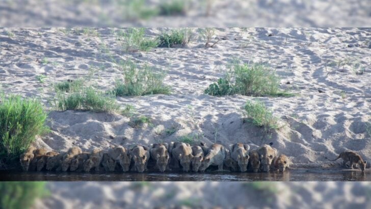 Pride of Lions United In Front of a Waterhole! Amazing Rare Sighting