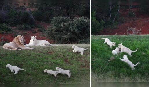These Rare White Lions’ Coats Are a Result of a Genetic Twist