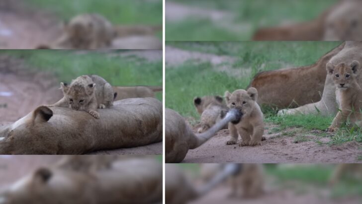 Meet This Lion Cub Who Annoys Everyone but Is Loved by All