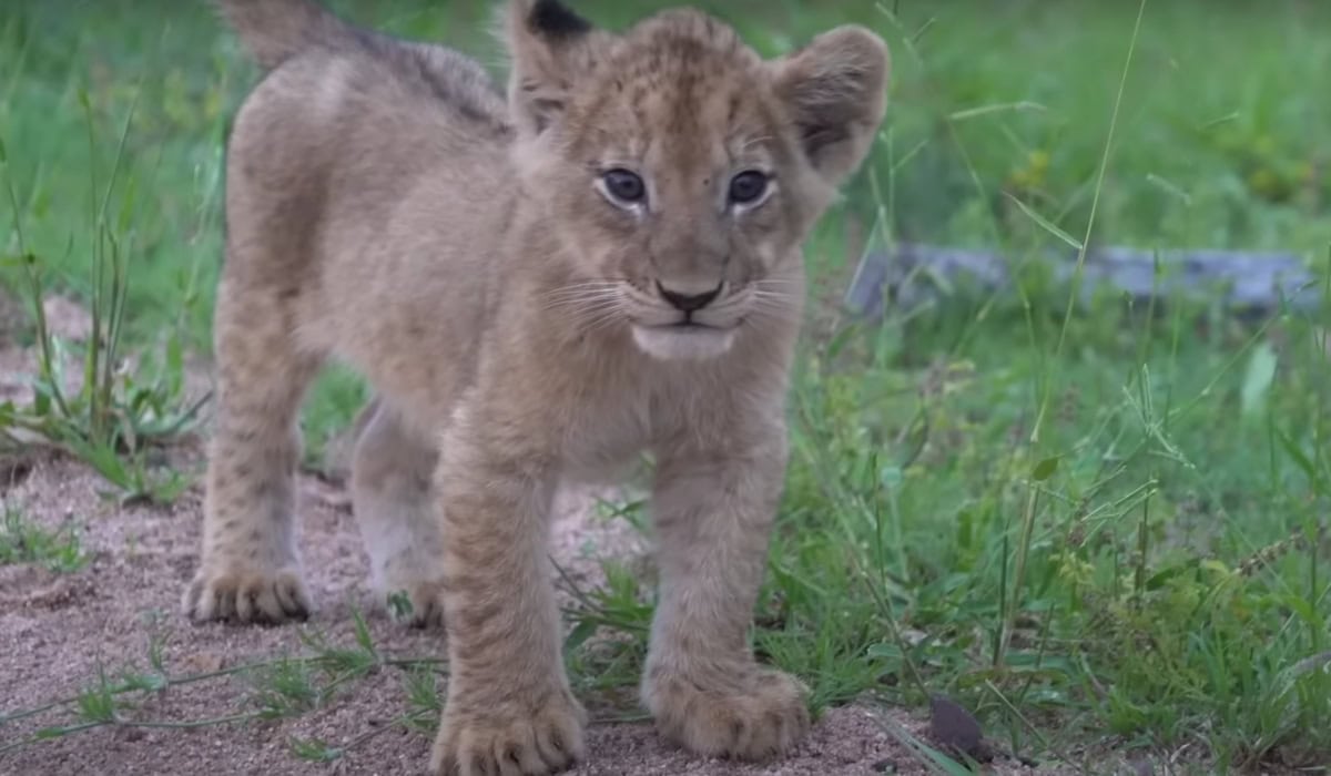 Mischievous Cub Looking at the Camera