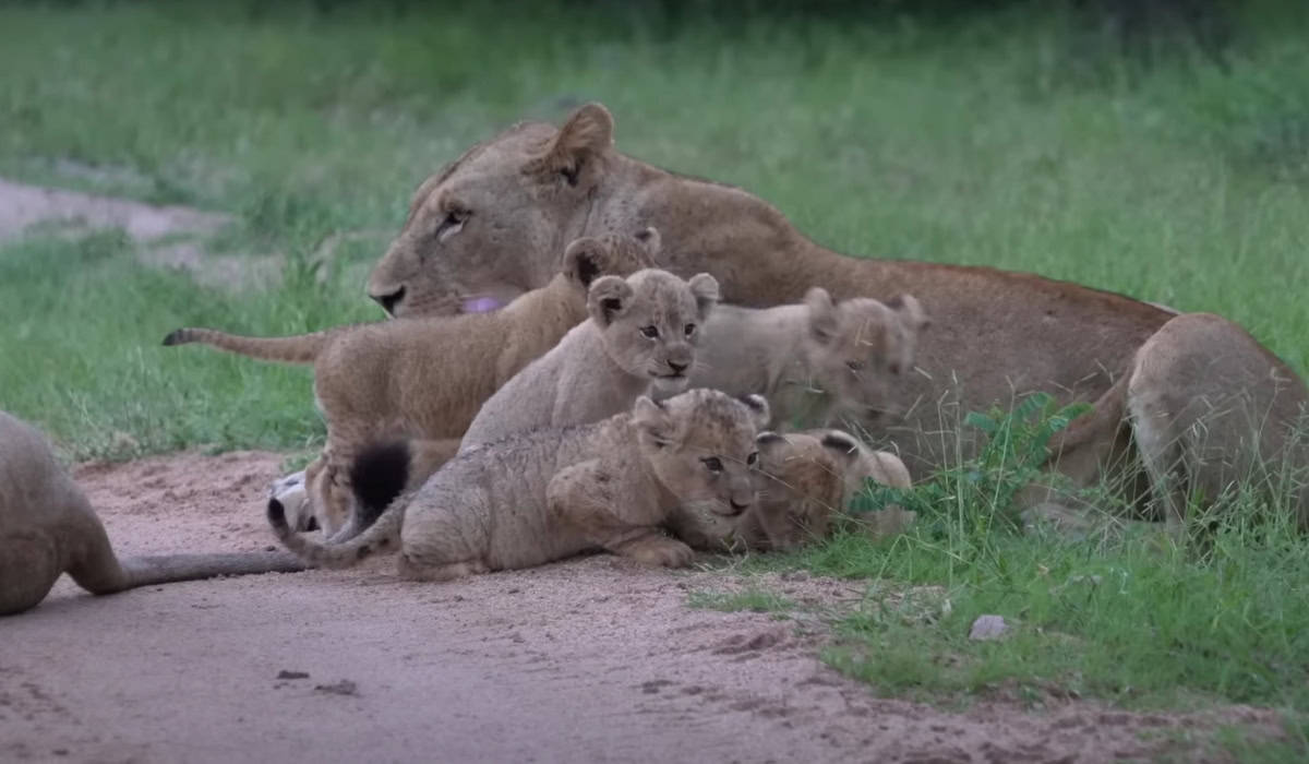 Cub Annoying its Siblings