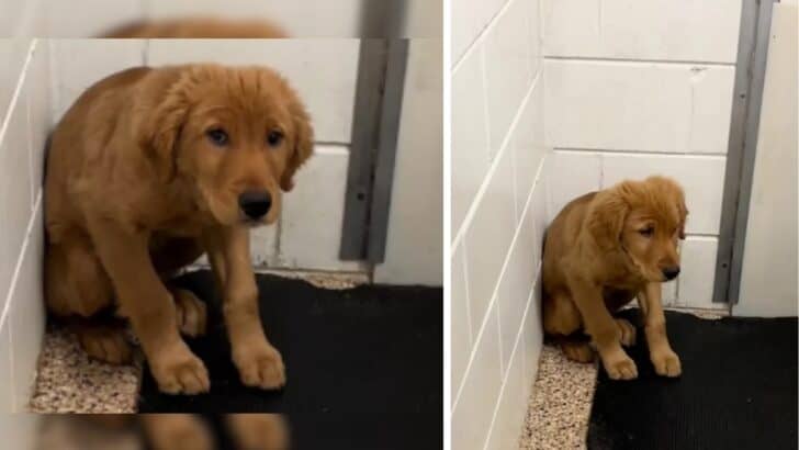 A Terrified Puppy Shaking in Hope for a Second Chance