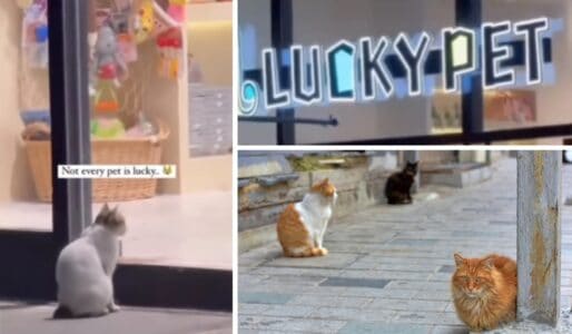 Stray Cat’s Longing Eyes outside ‘Lucky Pet’ Store, A Bittersweet Irony!