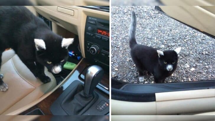 Panda Kitty: The Unforgettable Cat with Vitiligo!