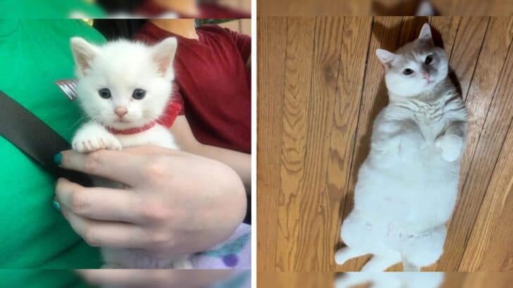 From Euthanization to Forever Home: The Tale of a Lucky Kitten