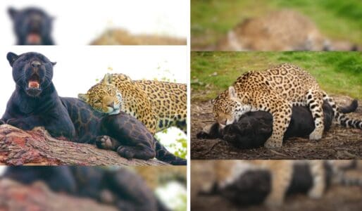 Witness A Love Story Between Two Big Cats: Neron and Keira