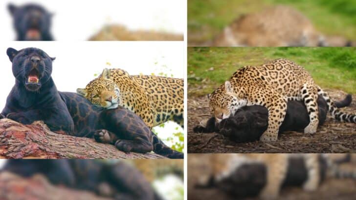 Witness A Love Story Between Two Big Cats: Neron and Keira