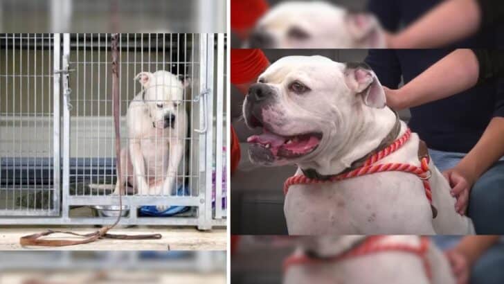 Ritter the Dog’s Tale From Abandonment to Redemption