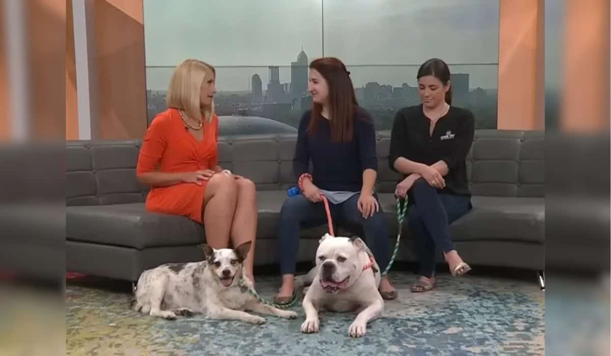 Ritter the Dog on Wish Tv