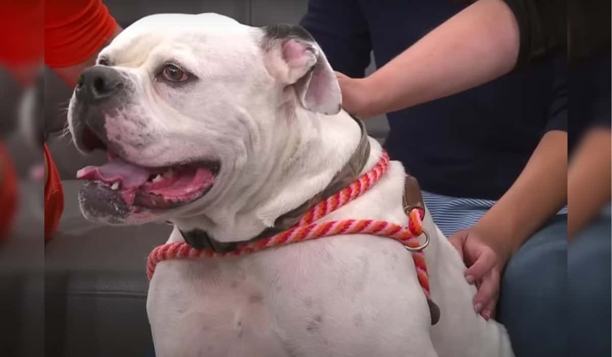 Ritter the Dog on Wish Tv