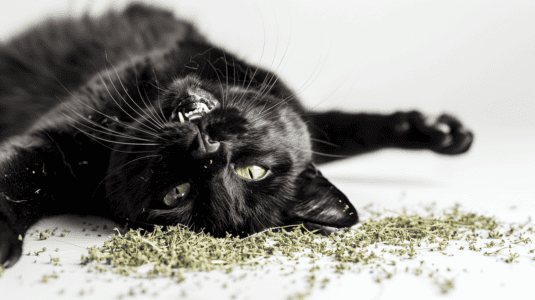Cats Try Catnip For The First Time