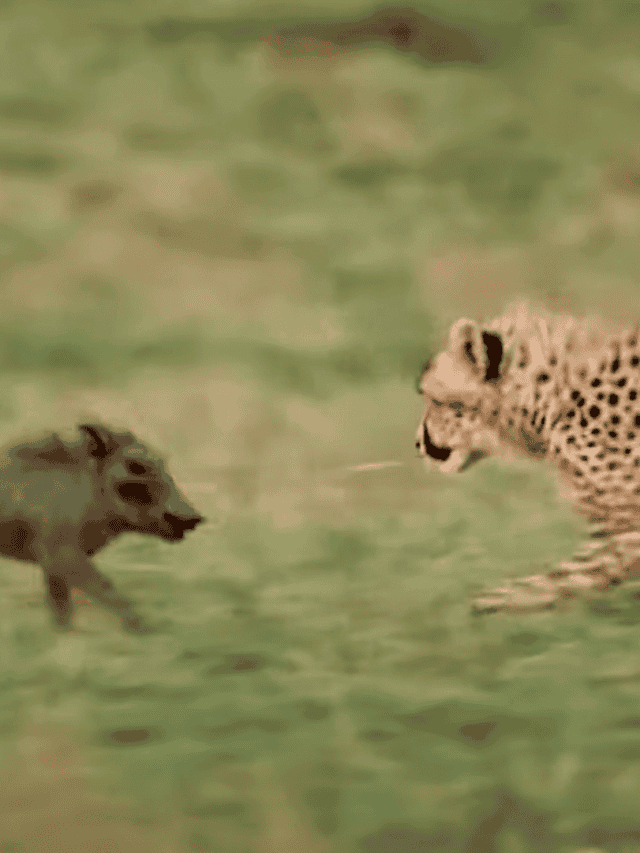 Cheetah Cubs Play With Warthog Piglets In The Wild