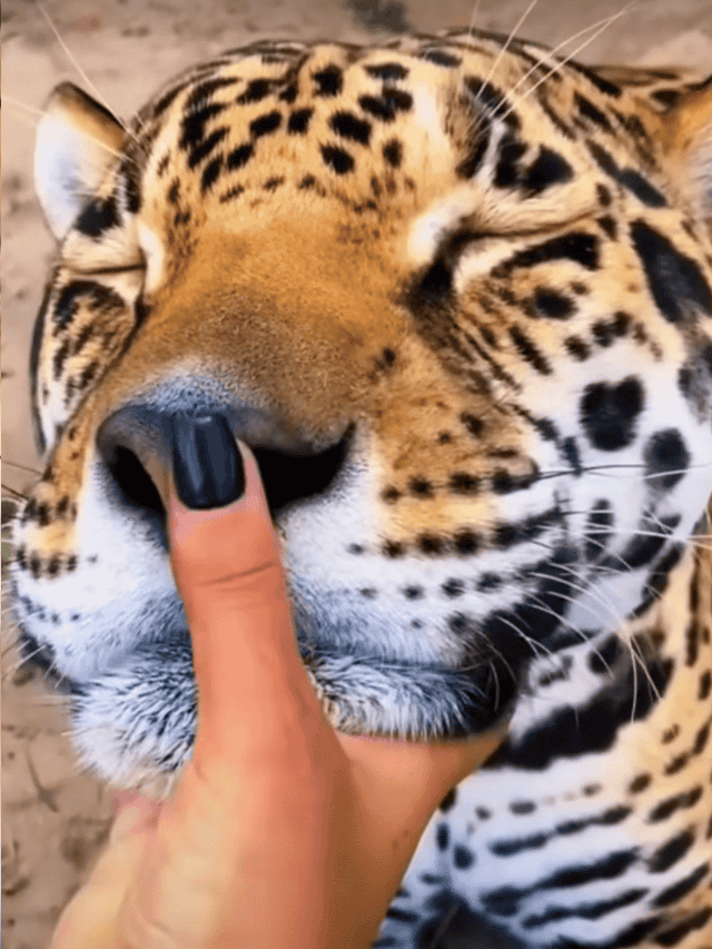 Big Cats Loving Chin Scratches and Nose Boops