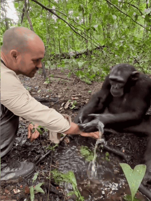 Chimp Washes Visitors Hands, Uses Them To Drink And Thanks Him For It