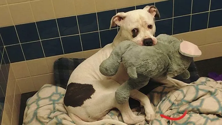 Dog Who Was Almost Euthanized Wouldn’t Stop Hugging His Favorite Stuffed Animal