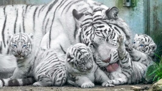 White tiger baby at 33 days old Play with Mommy