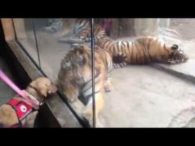 Tiger Stalks Golden Retriever Puppy at Columbus Zoo
