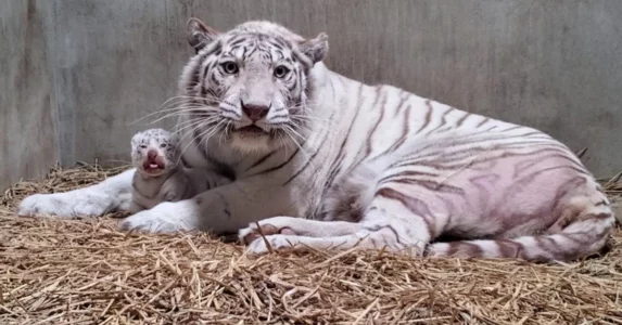Newborn White Tiger Baby Clings to Mother