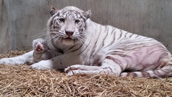 Newborn White Tiger Baby Clings to Mother