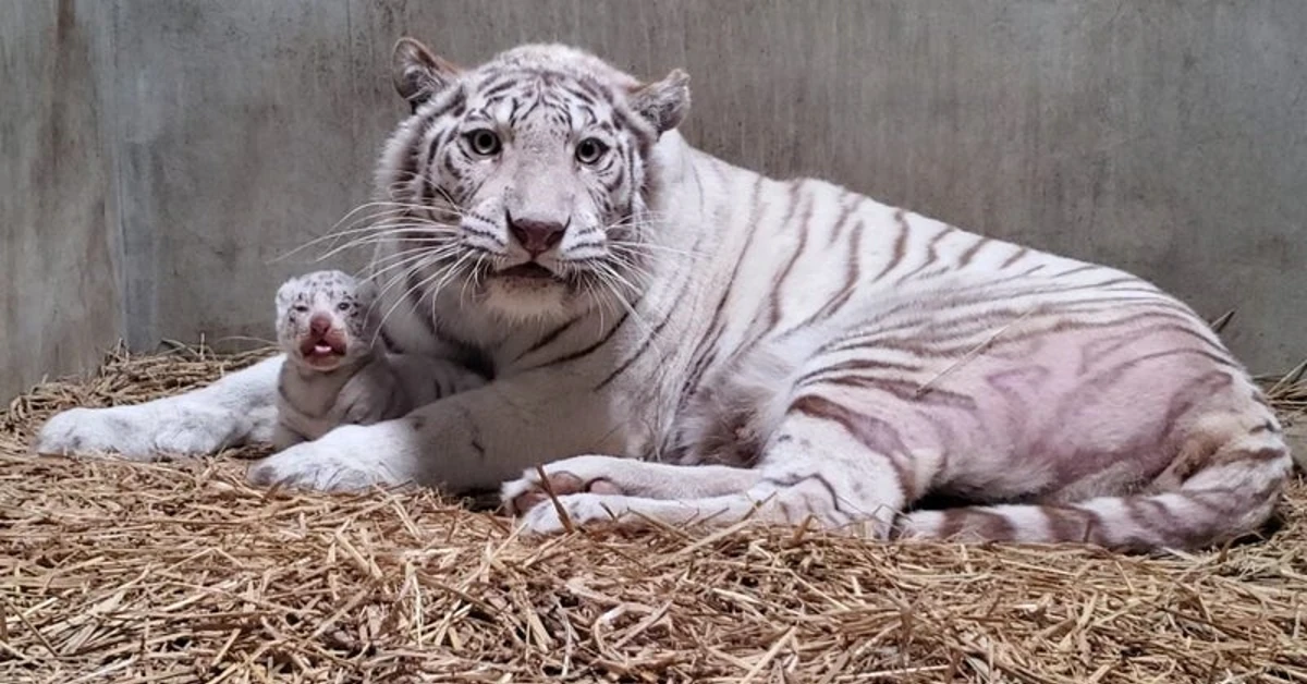 White tiger baby clings to mother
