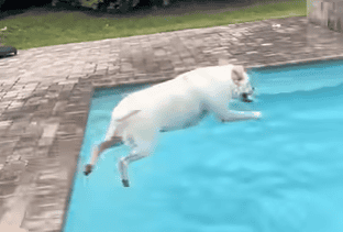 Mischievous Labrador Just Wants To Swim
