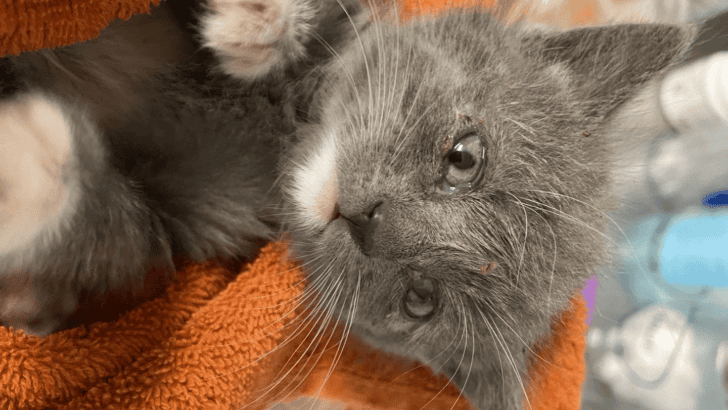 Kitten Rescued From Storm Drain In New Jersey