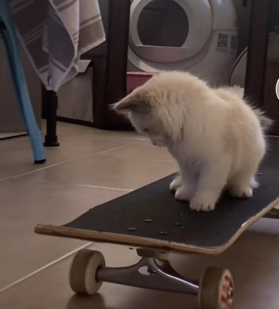 kitten skateboard
