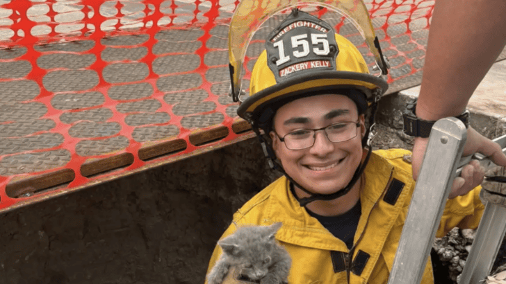 Rescued Kitten Named After Firefighter Who Saved Her