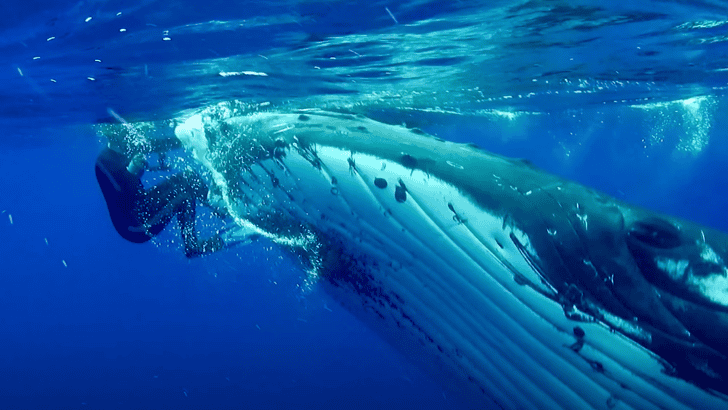 Humpback Whale Protects Scientist From Tiger Shark
