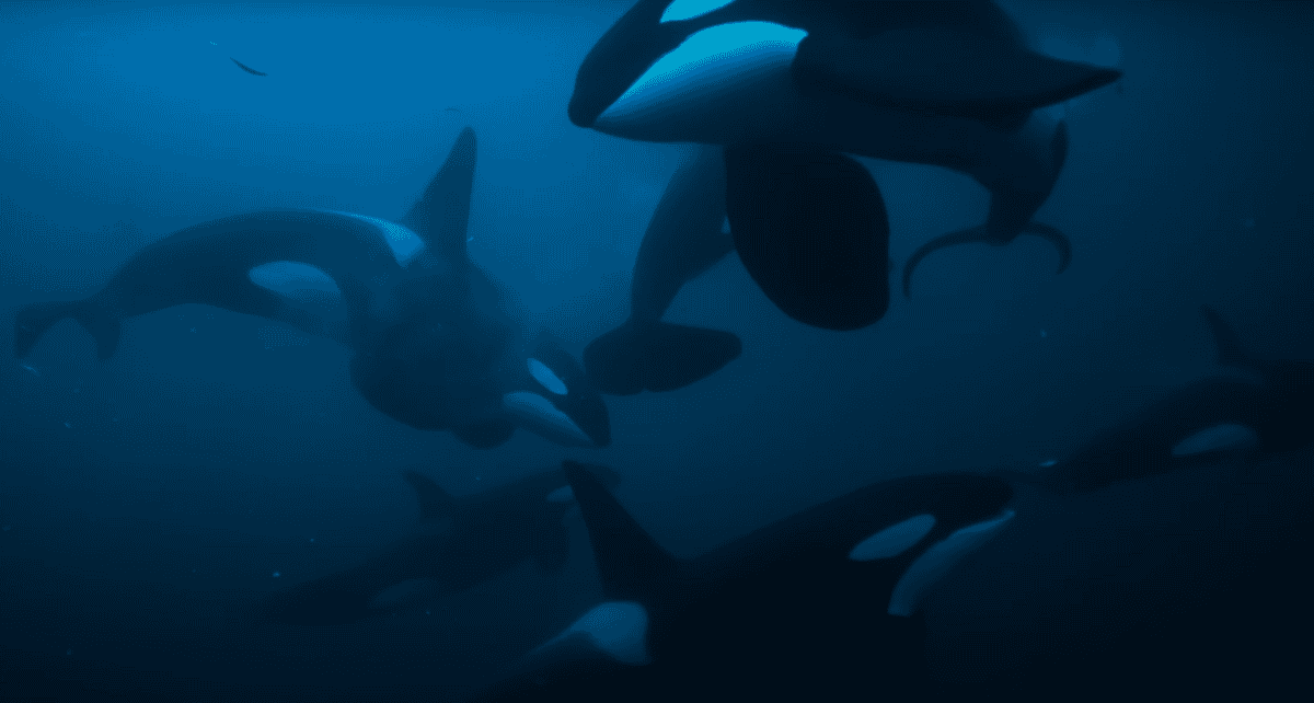 orcas
