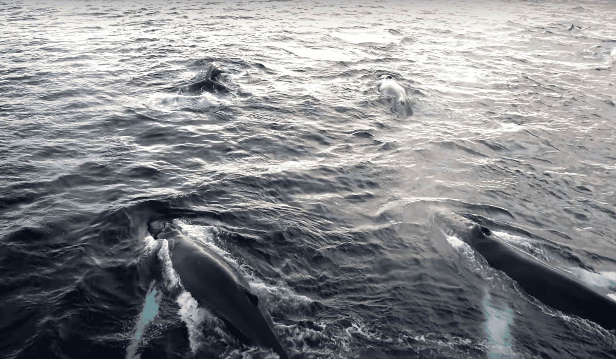 Orcas