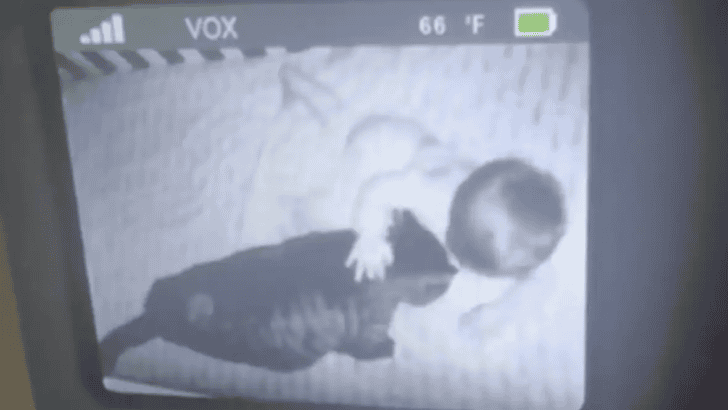 Mama Cat Coddles Toddler Like One of Her Own