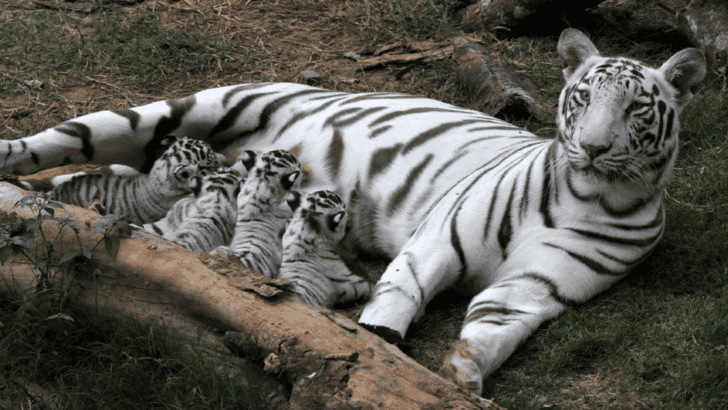 Four White Tiger Cubs Born At Japanese Zoo