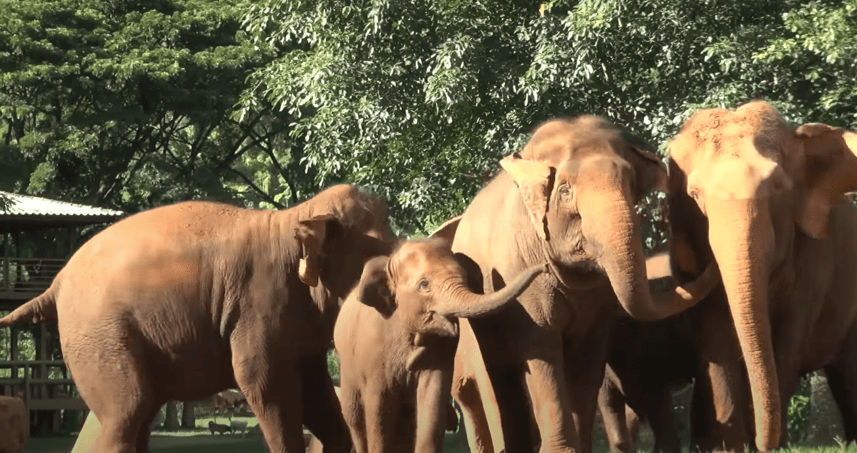 Elephant Herd